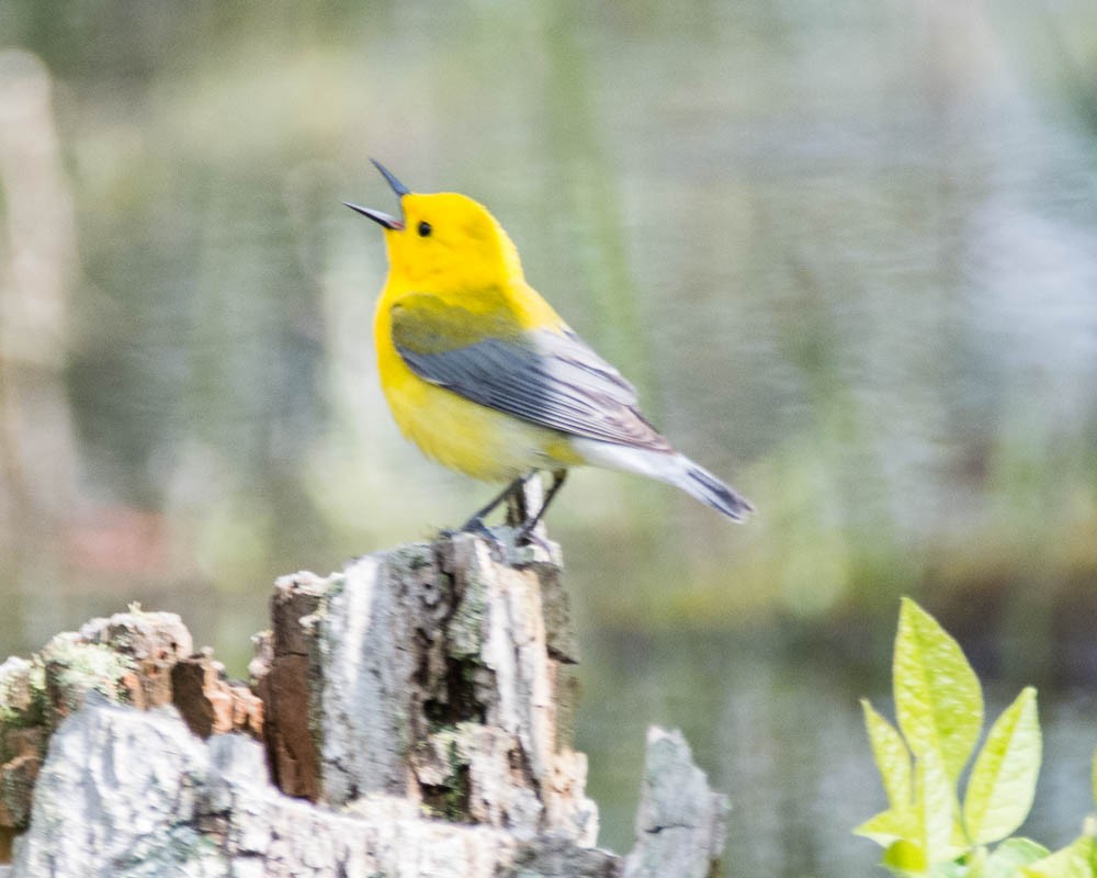 Prothonotary Warbler - ML619188711