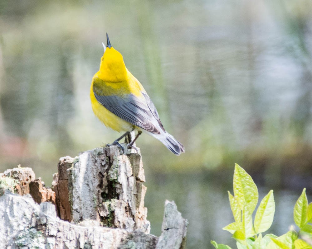 Prothonotary Warbler - ML619188712