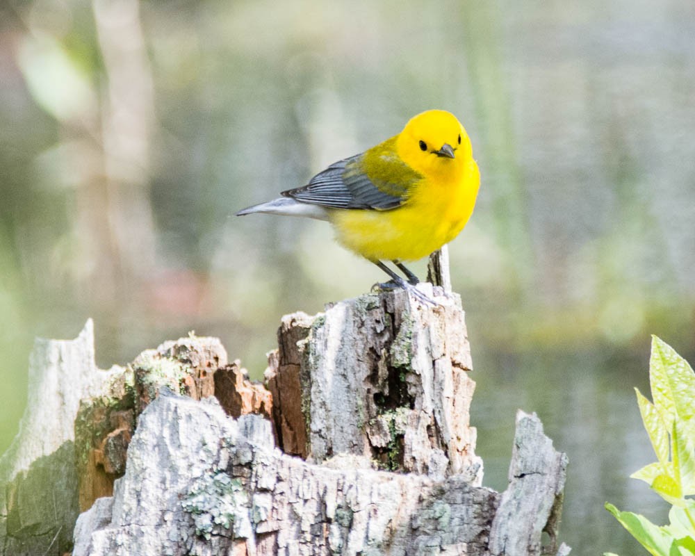 Prothonotary Warbler - ML619188713