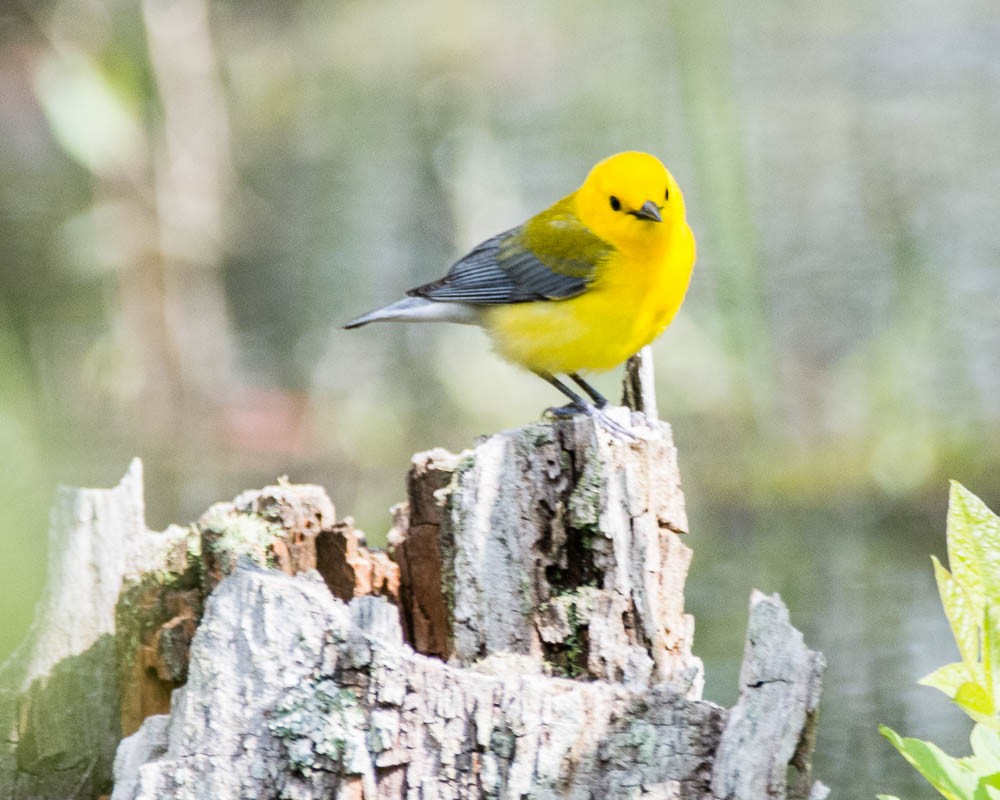 Prothonotary Warbler - ML619188714