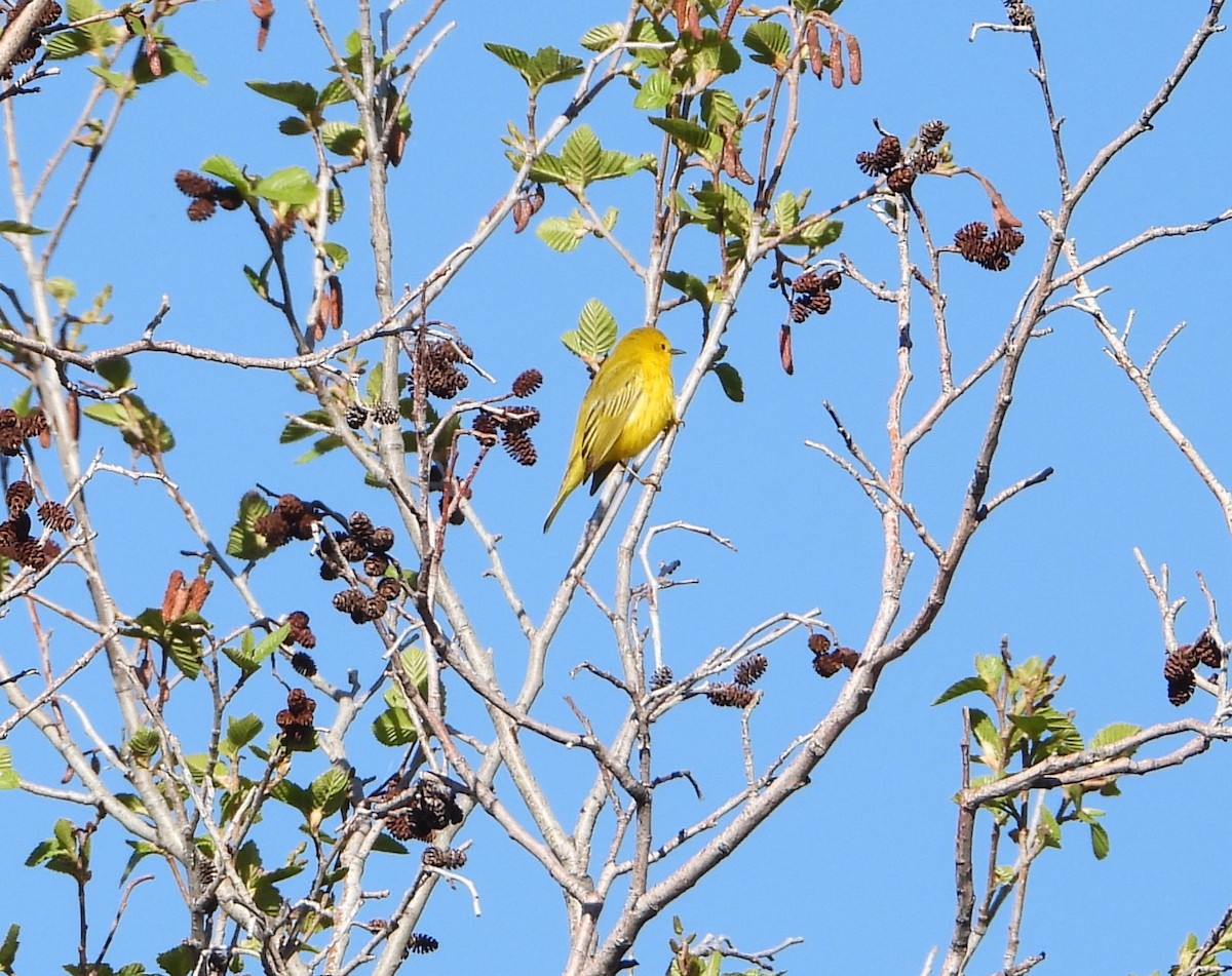 Yellow Warbler - ML619188724