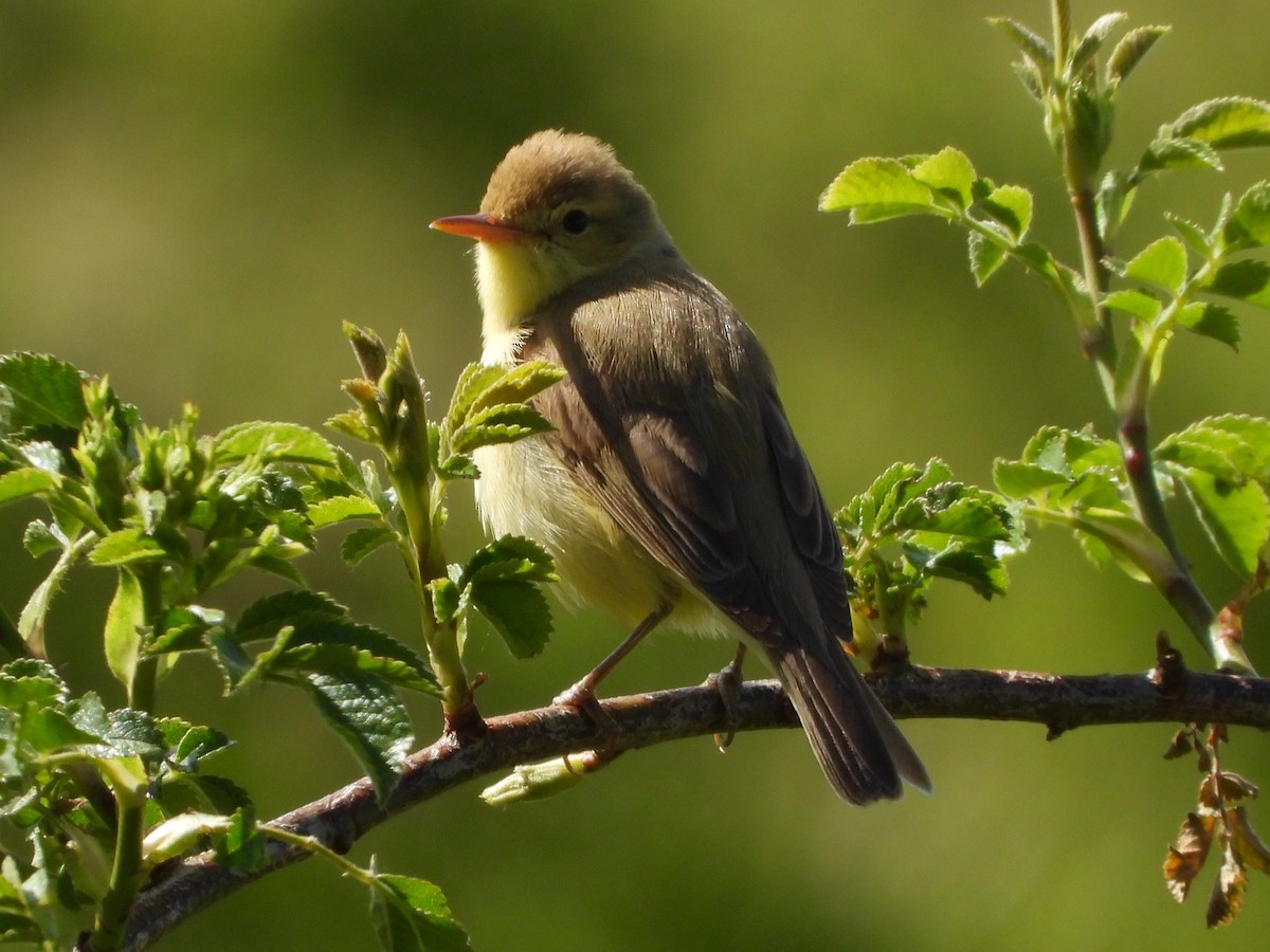 Melodious Warbler - ML619188730
