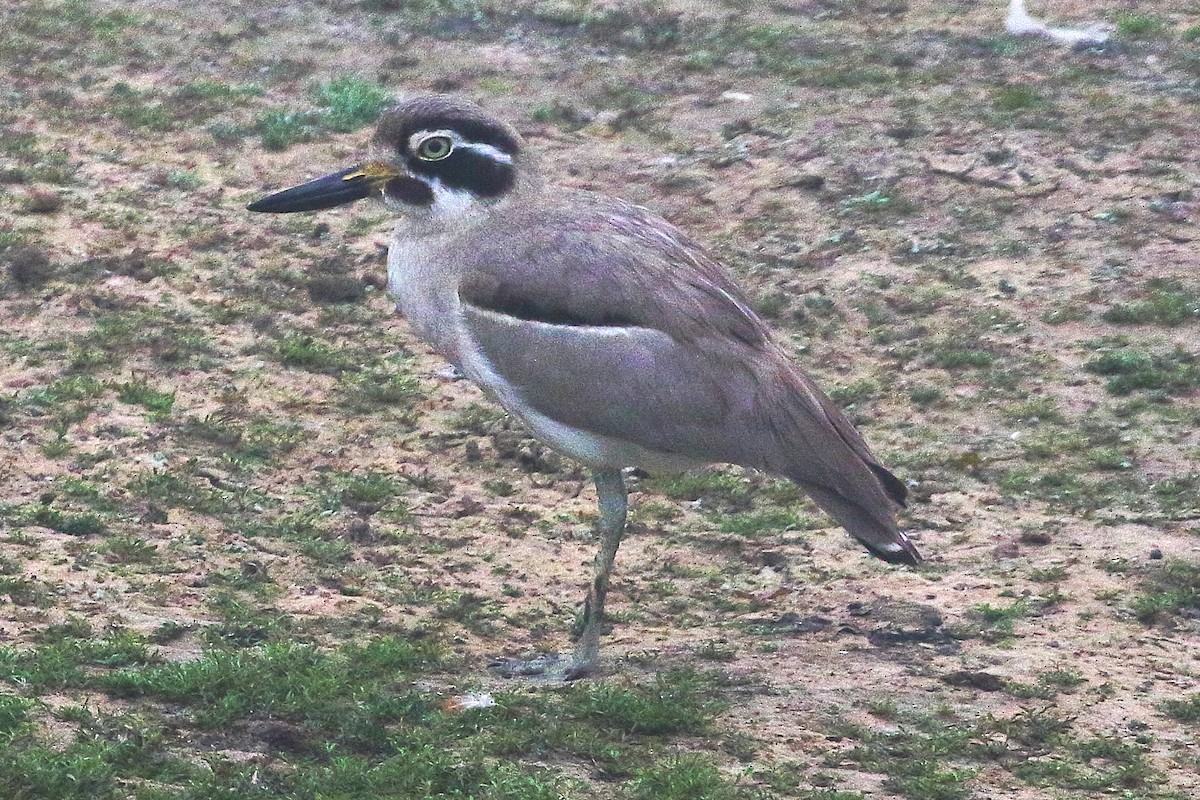 Great Thick-knee - ML619188743