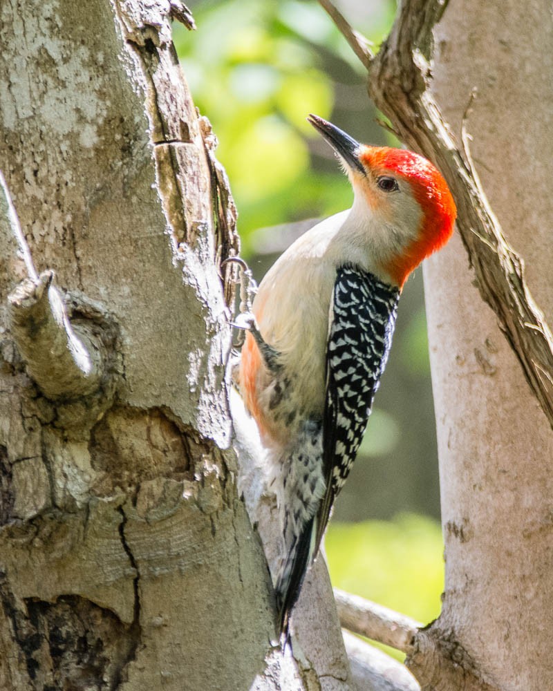 Red-bellied Woodpecker - ML619188783