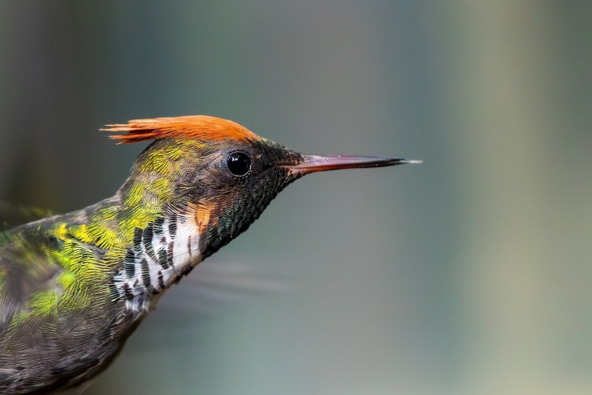 Frilled Coquette - ML619188786