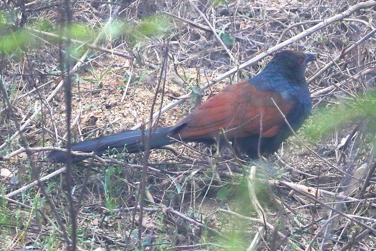 Greater Coucal - ML619188794