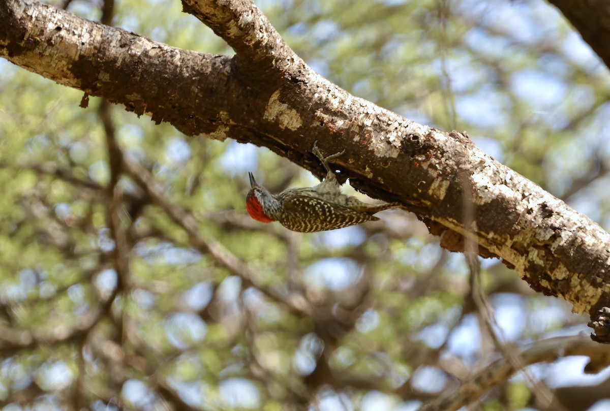 Cardinal Woodpecker - ML619188826