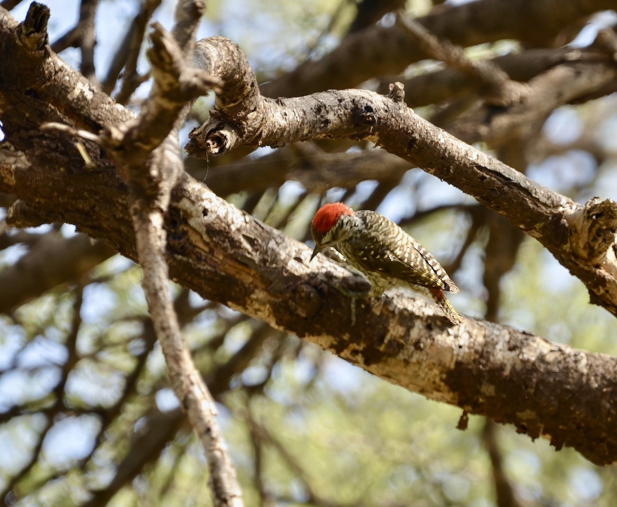 Cardinal Woodpecker - ML619188831