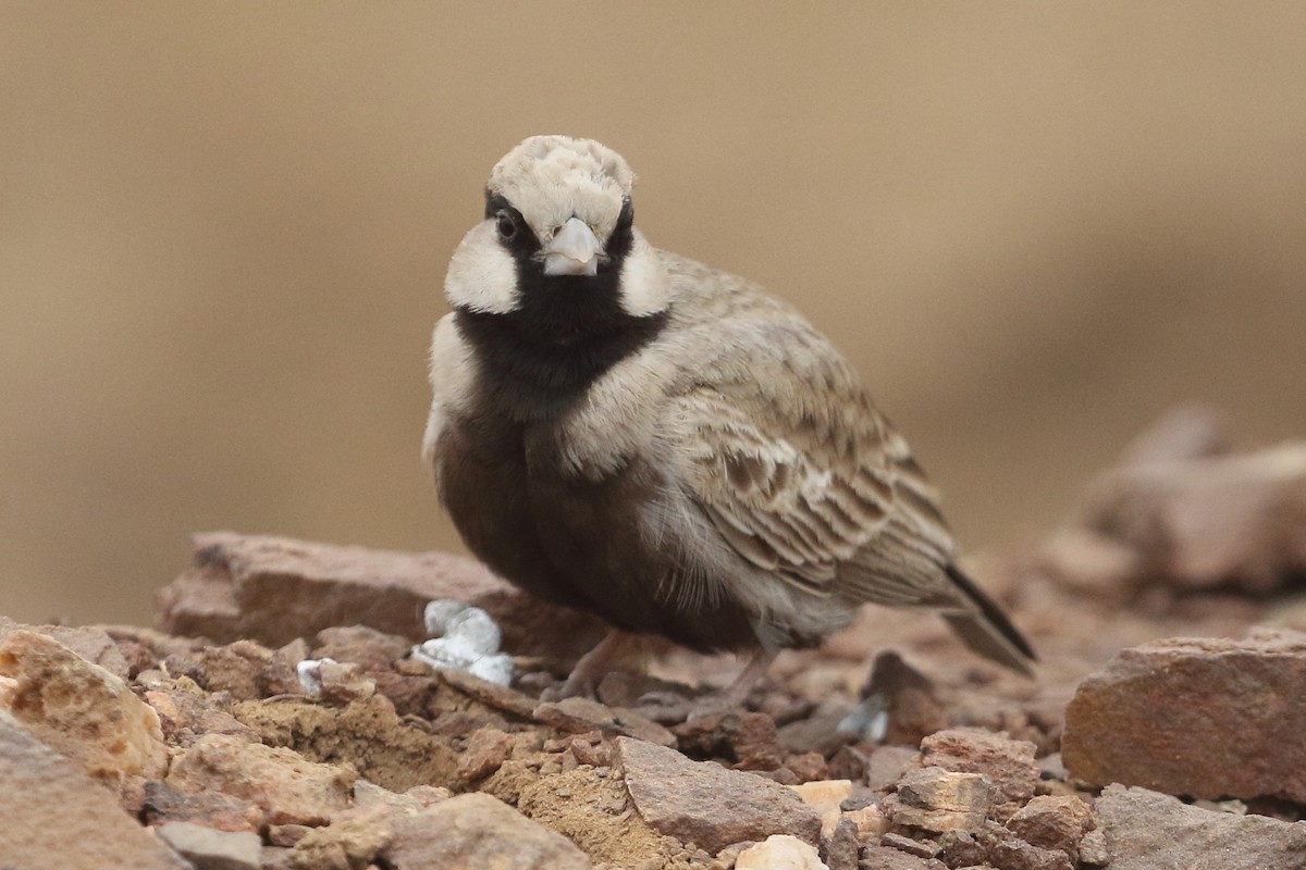 Ashy-crowned Sparrow-Lark - ML619188853