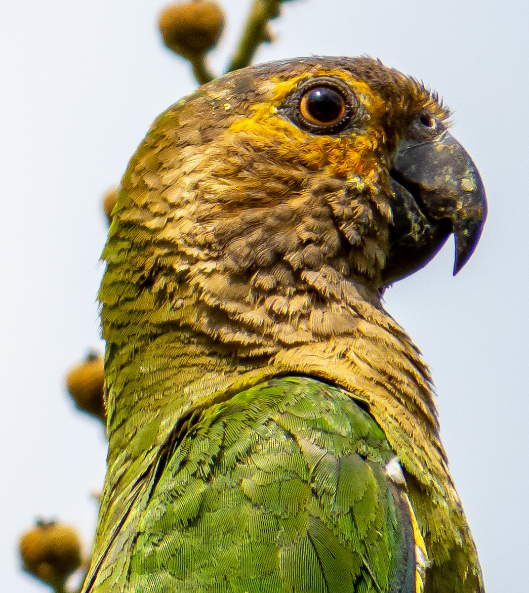 Brown-throated Parakeet - ML619188867