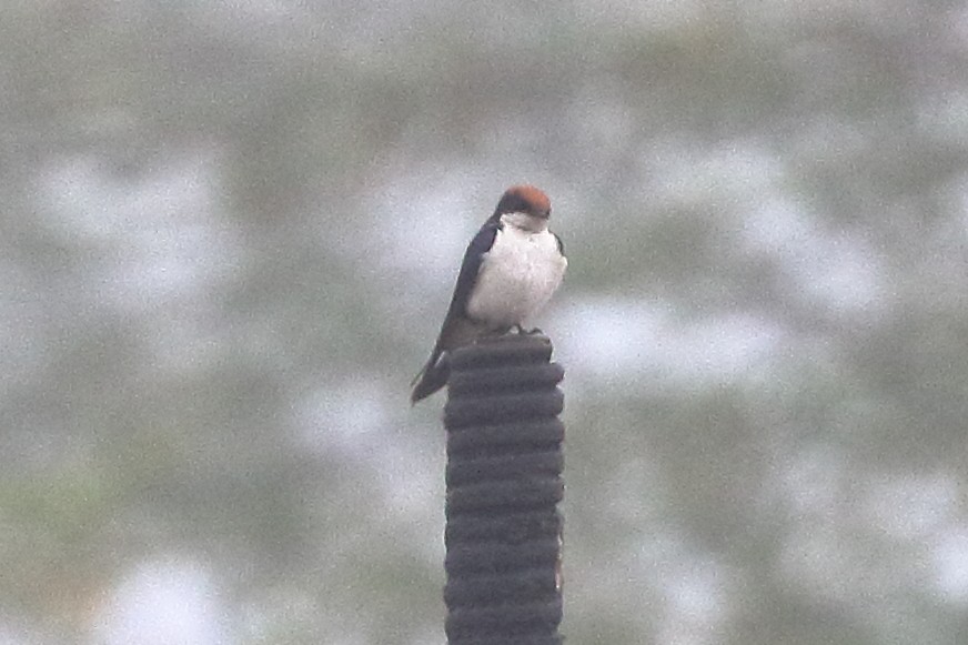 Wire-tailed Swallow - ML619188882