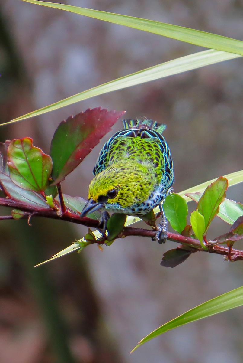 Speckled Tanager - ML619188891