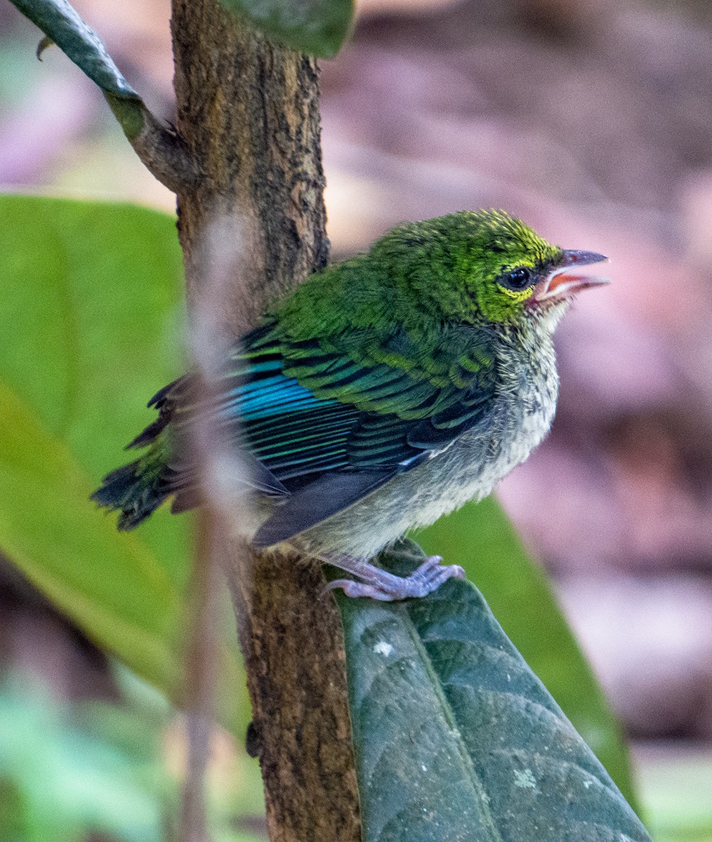 Speckled Tanager - ML619188892