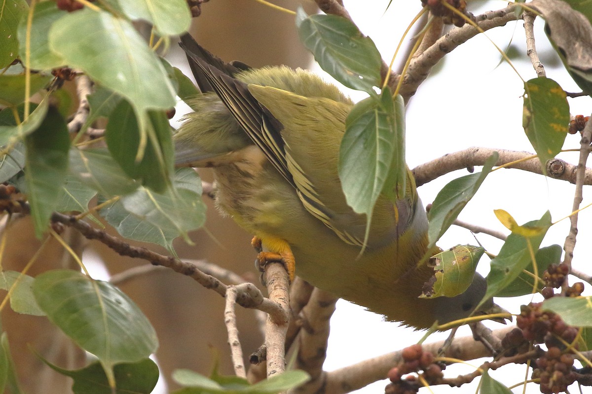 Yellow-footed Green-Pigeon - ML619188895