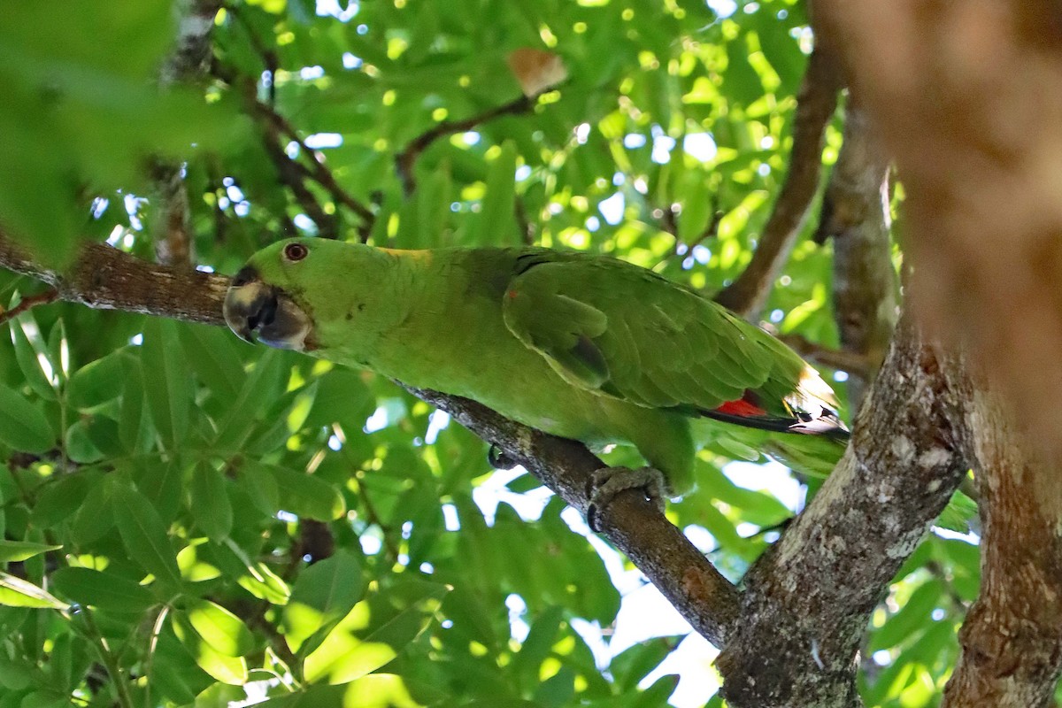 Yellow-naped Parrot - ML619188905