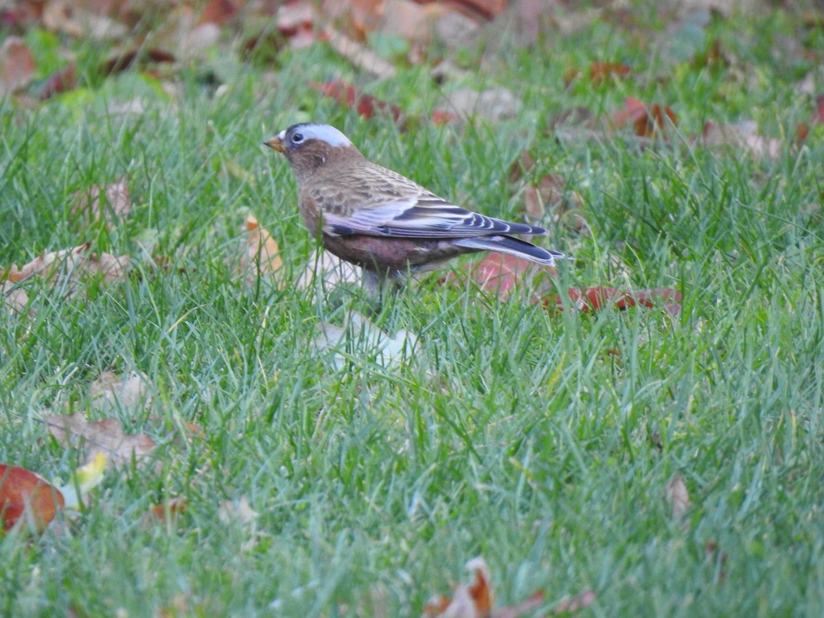 Gray-crowned Rosy-Finch - ML619188930