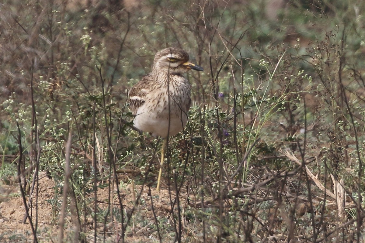 Indian Thick-knee - ML619189021