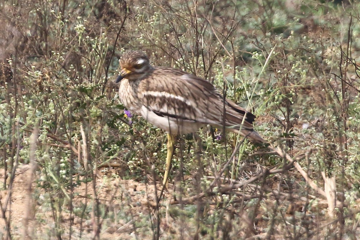 Indian Thick-knee - ML619189022