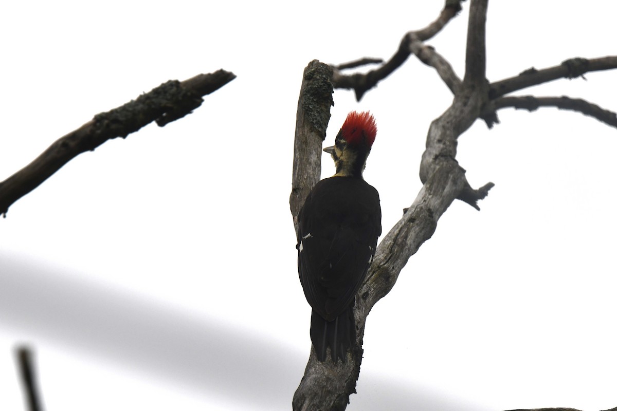 Pileated Woodpecker - ML619189027