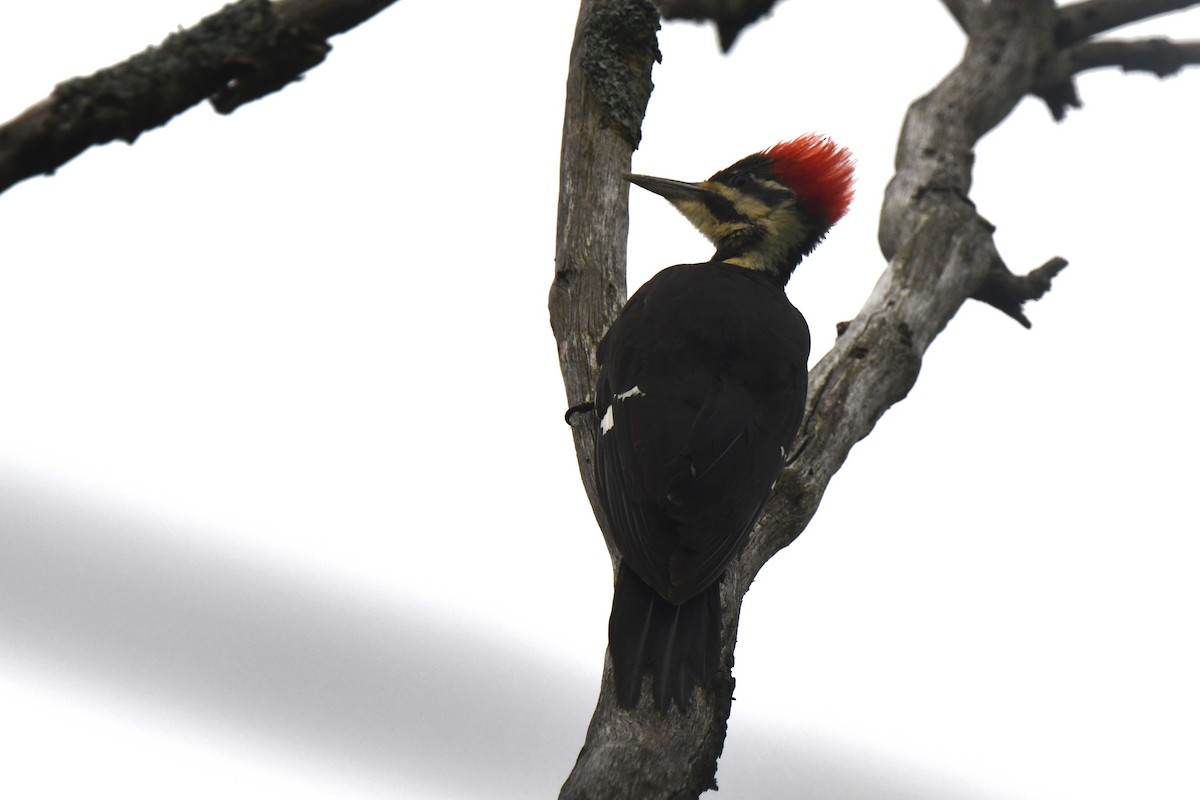 Pileated Woodpecker - ML619189043