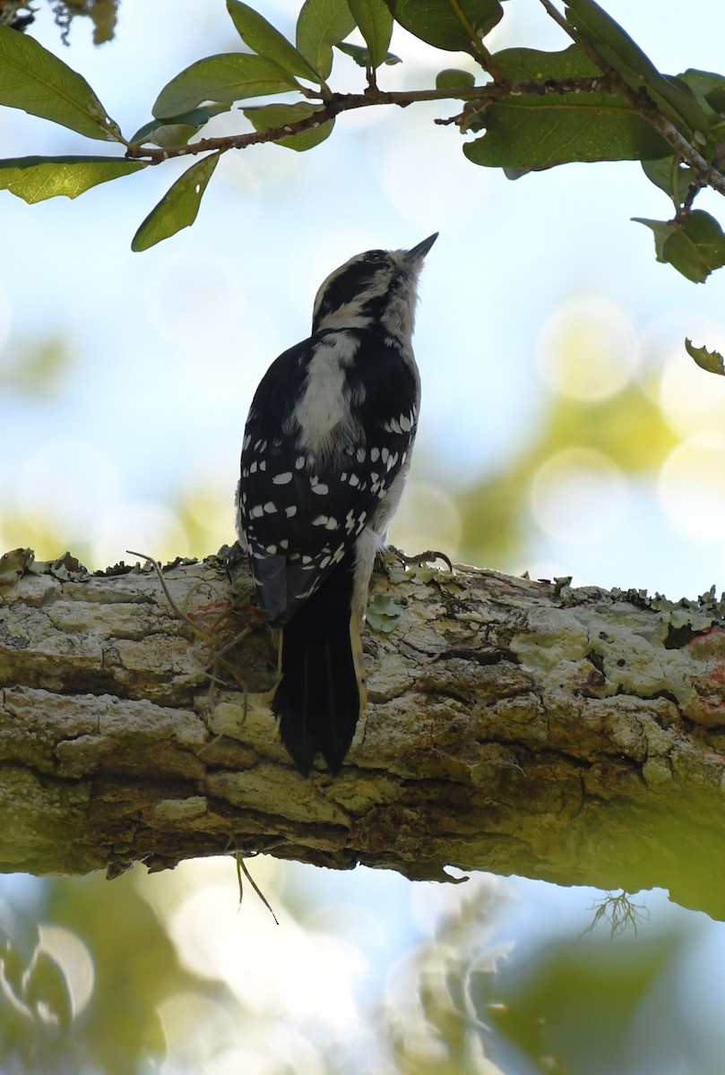 Downy Woodpecker - ML619189073