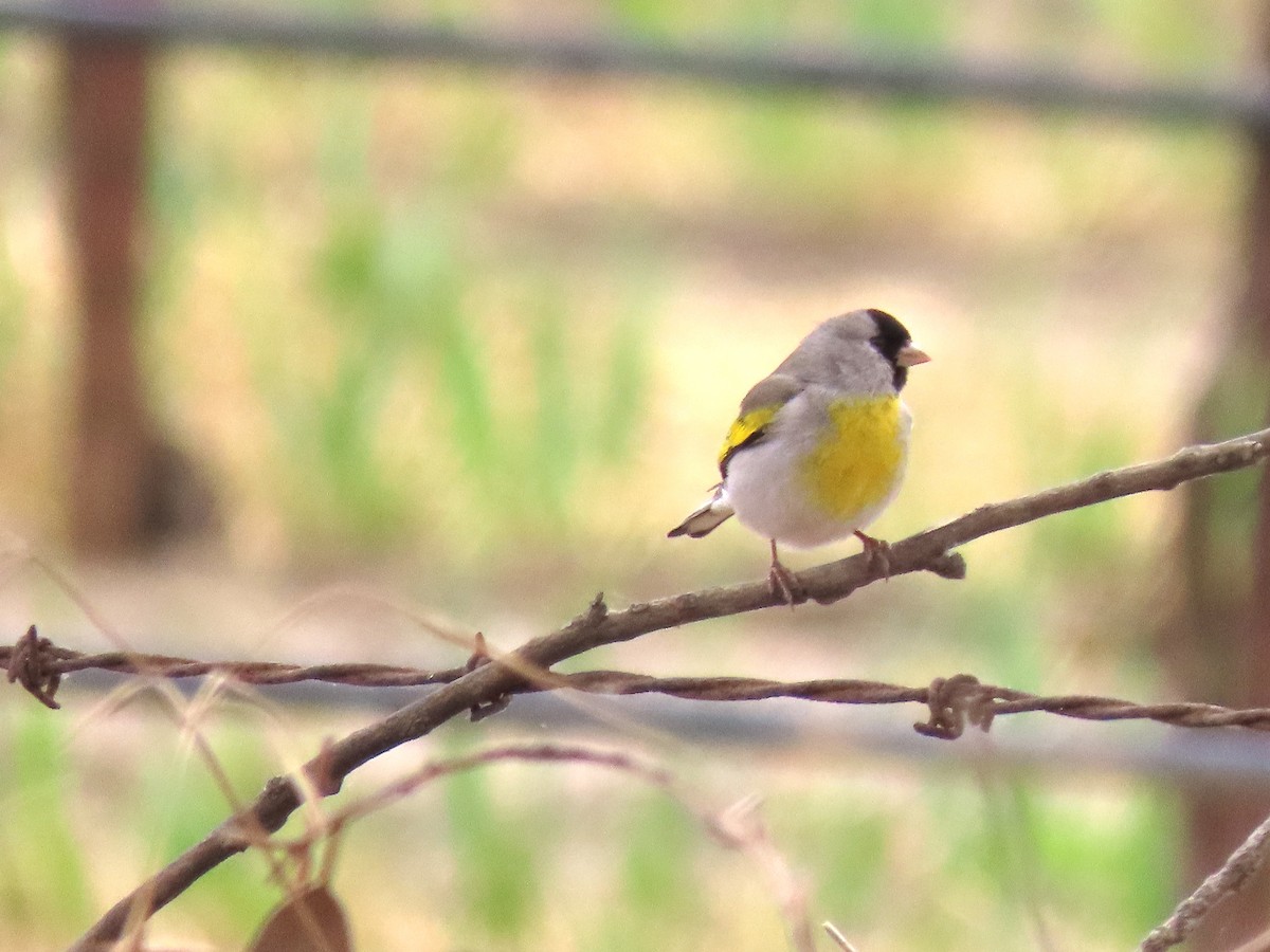 Lawrence's Goldfinch - ML619189075