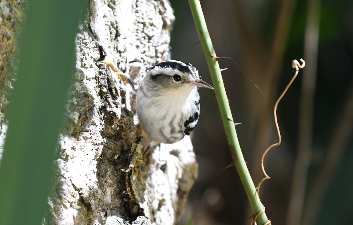 Black-and-white Warbler - ML619189088