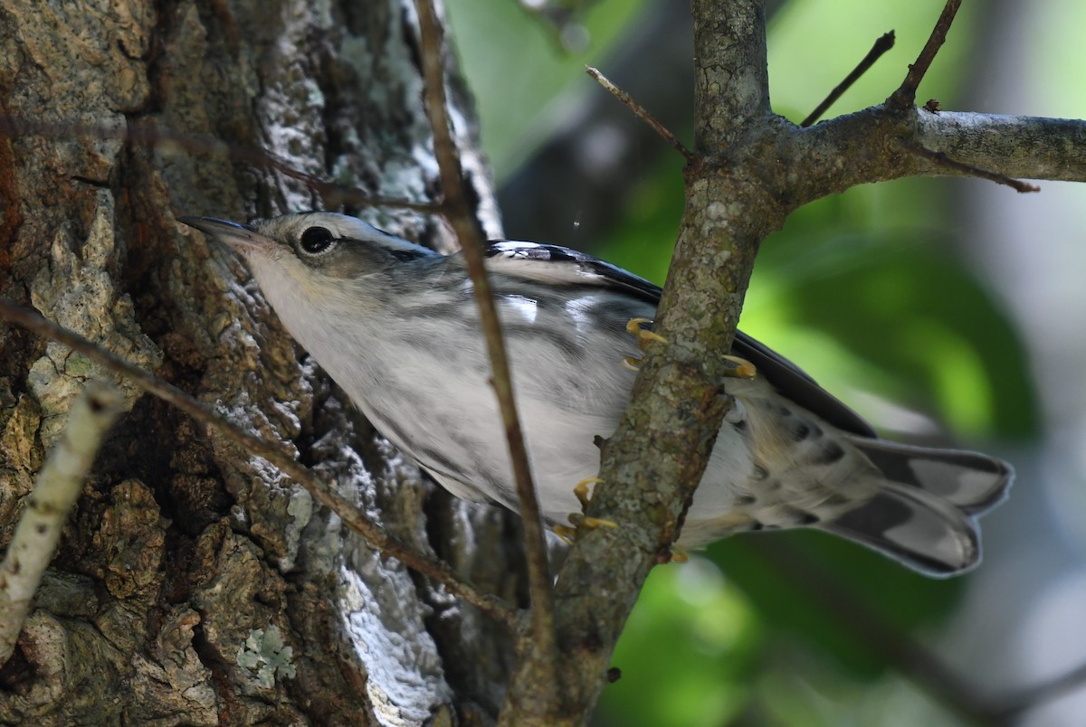 Black-and-white Warbler - ML619189089