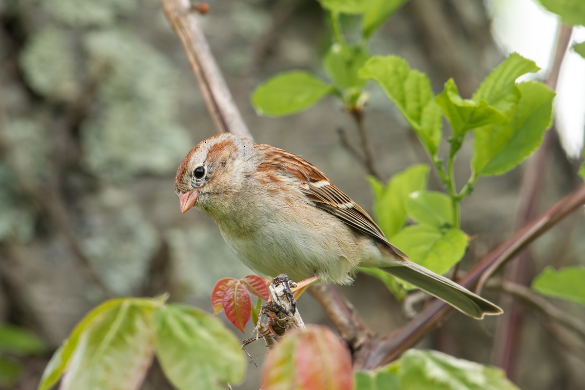 Field Sparrow - ML619189090