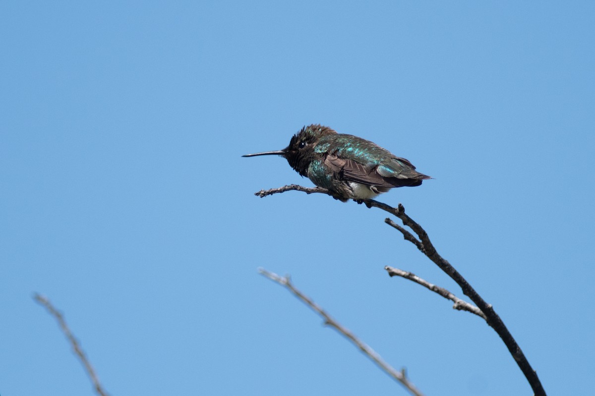 Anna's Hummingbird - ML619189099