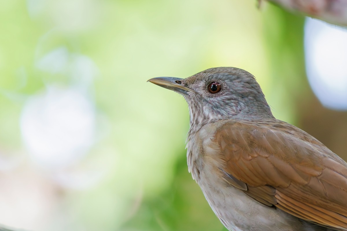 Pale-breasted Thrush - ML619189106