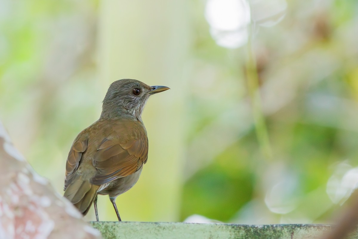 Pale-breasted Thrush - ML619189107