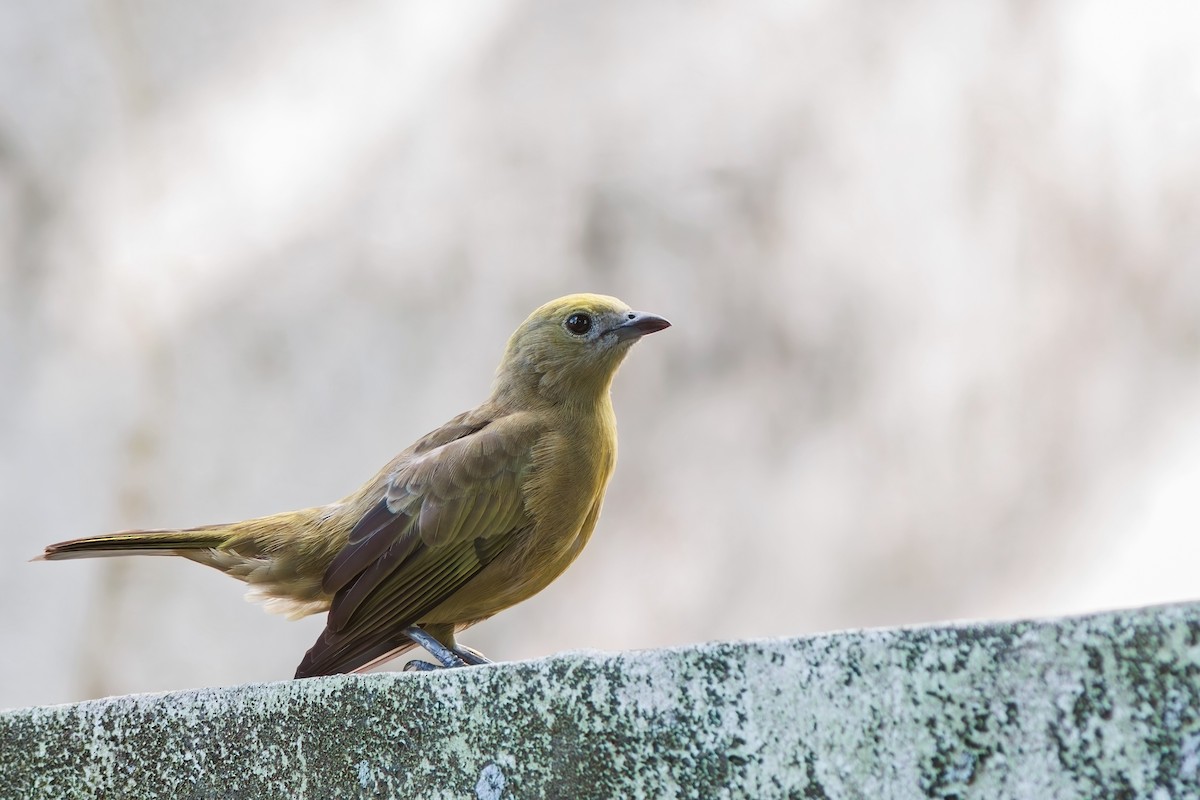 Palm Tanager - ML619189110