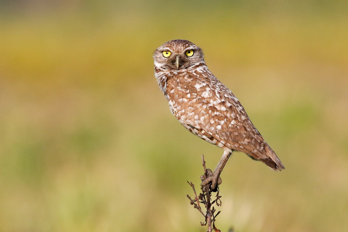 Burrowing Owl - ML619189167