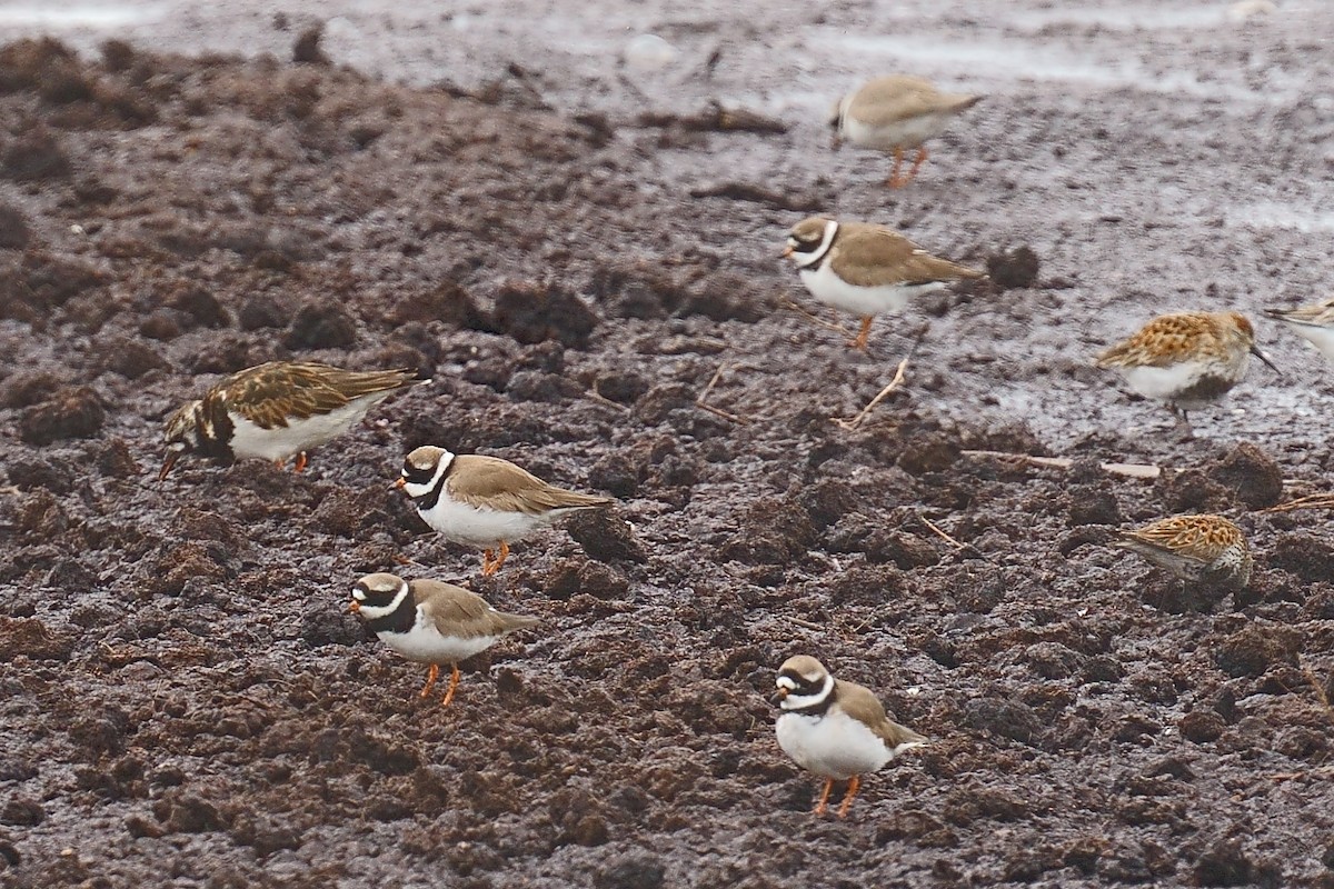 Common Ringed Plover - ML619189216