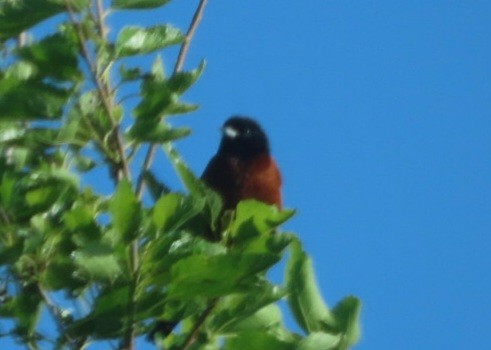 Orchard Oriole - ML619189301