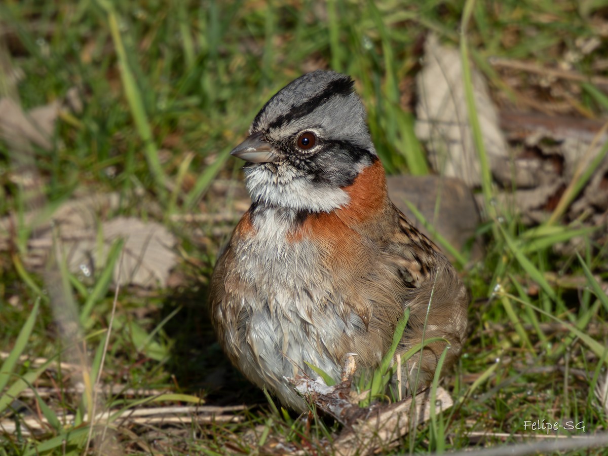 Rufous-collared Sparrow - ML619189314