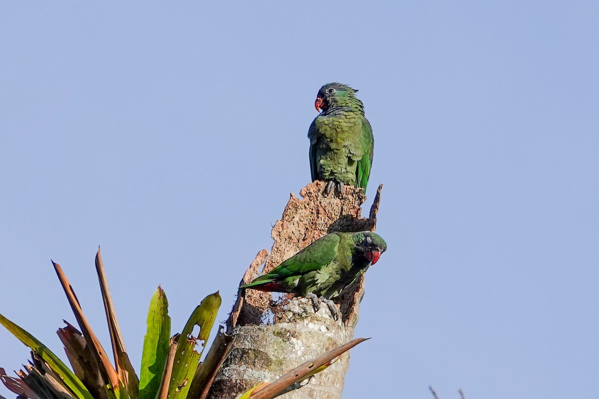 Папуга-червоногуз зеленоголовий - ML619189321