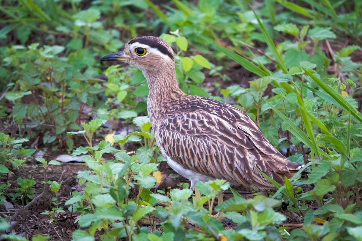 Double-striped Thick-knee - ML619189349
