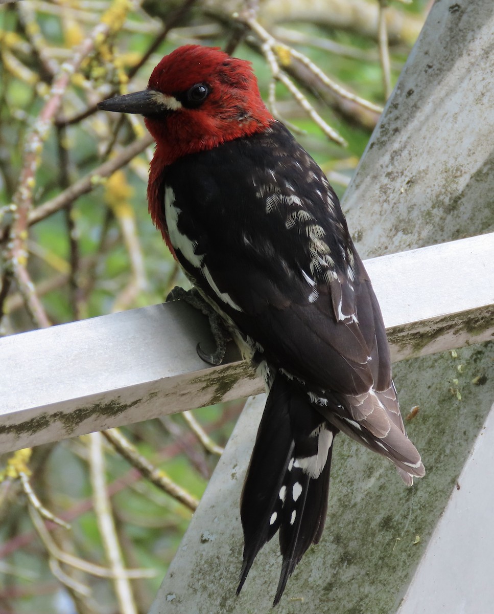 Red-breasted Sapsucker - ML619189365