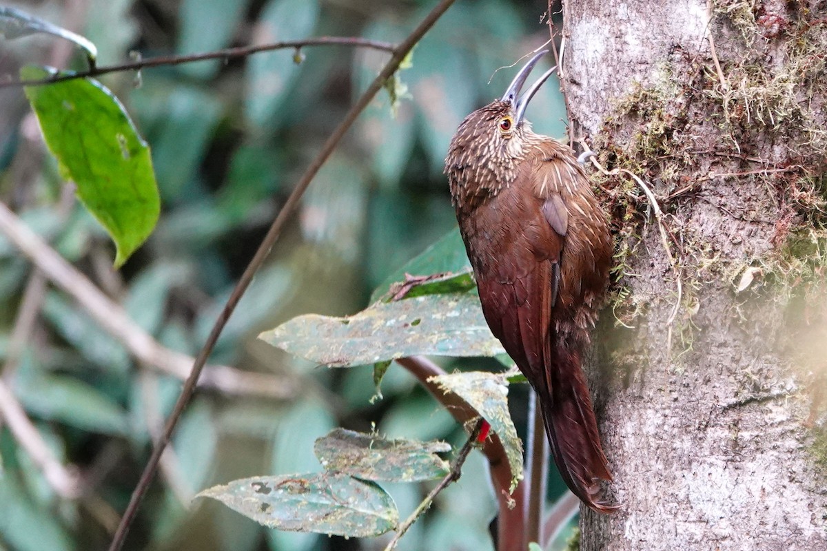 Strong-billed Woodcreeper - ML619189372