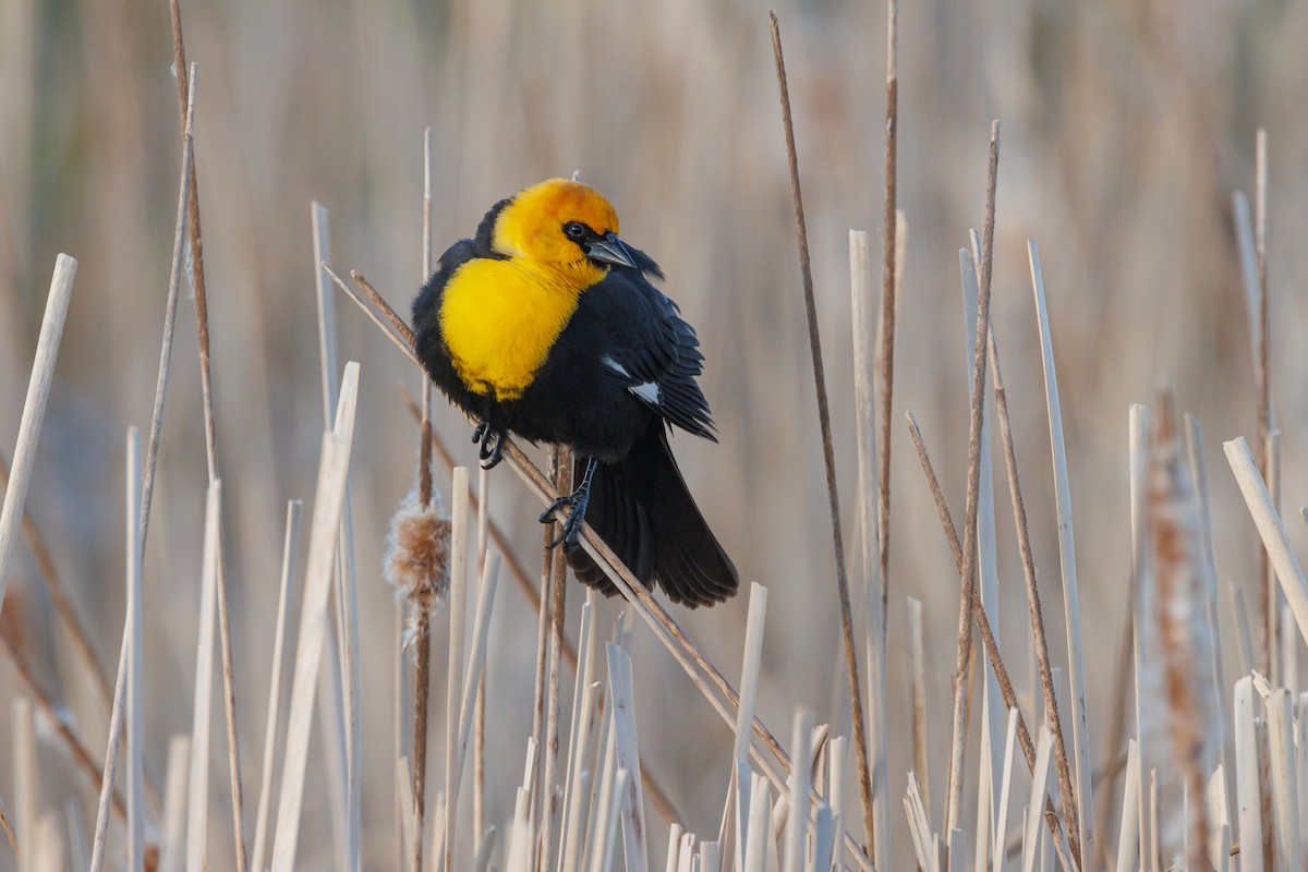 Yellow-headed Blackbird - ML619189373