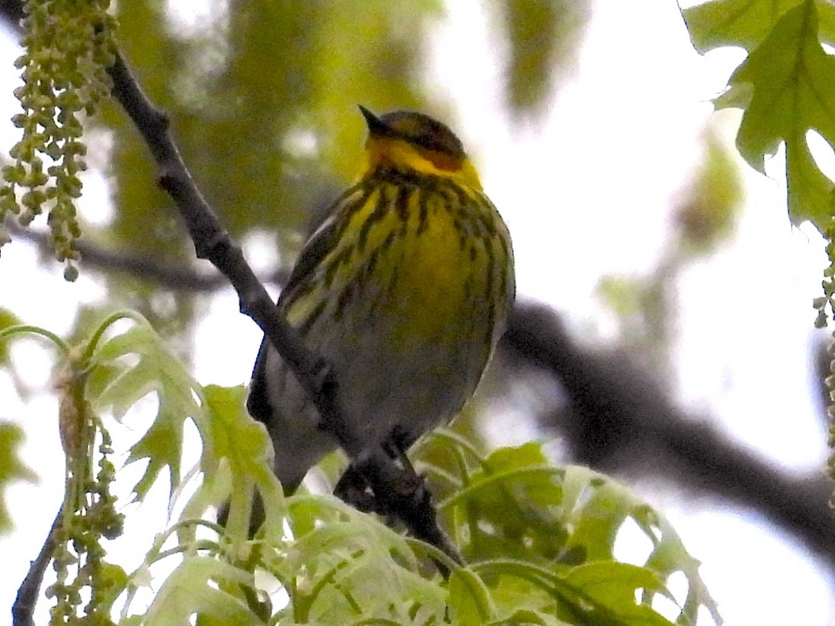 Cape May Warbler - ML619189458
