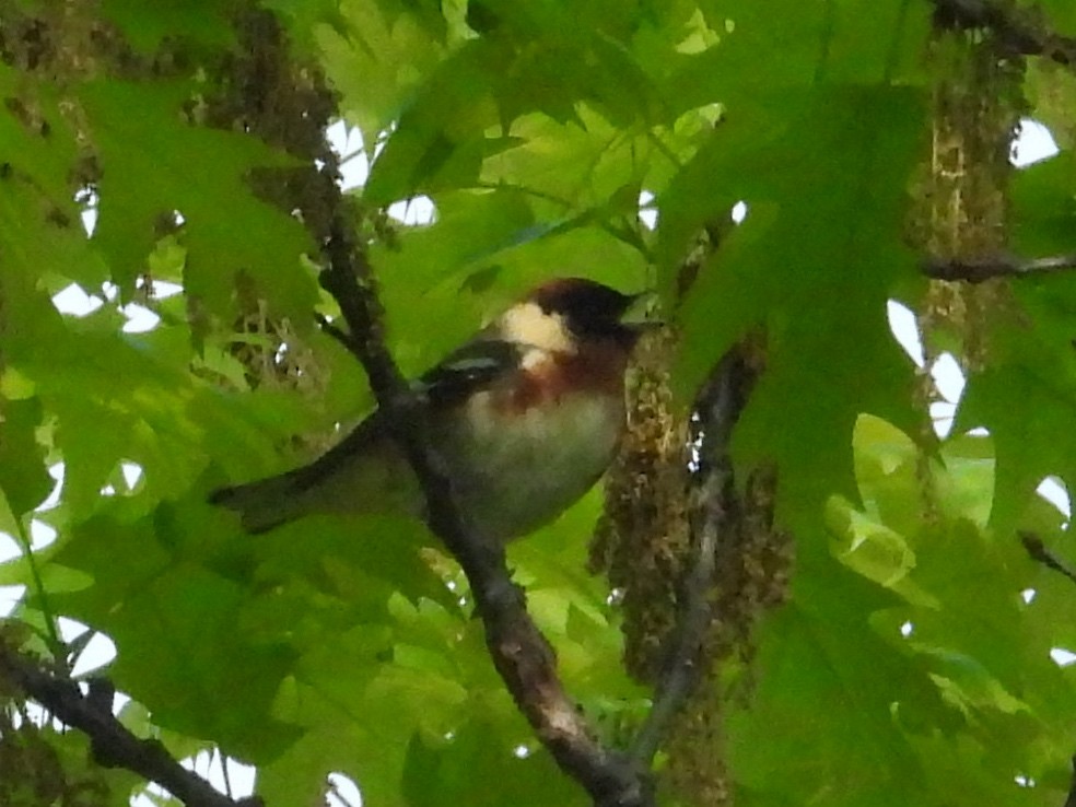 Bay-breasted Warbler - ML619189477
