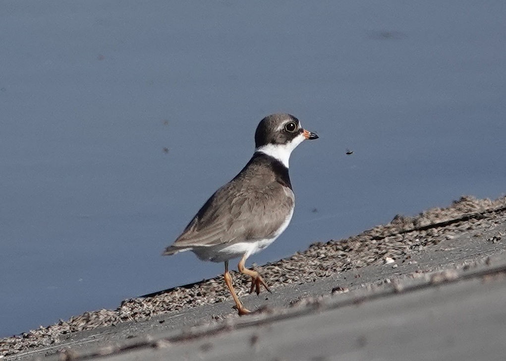 Semipalmated Plover - ML619189479