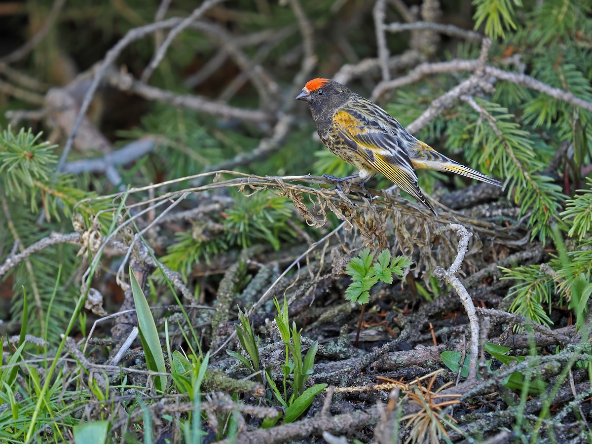 Fire-fronted Serin - ML619189486