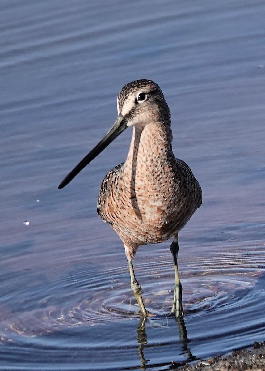 Long-billed Dowitcher - ML619189487