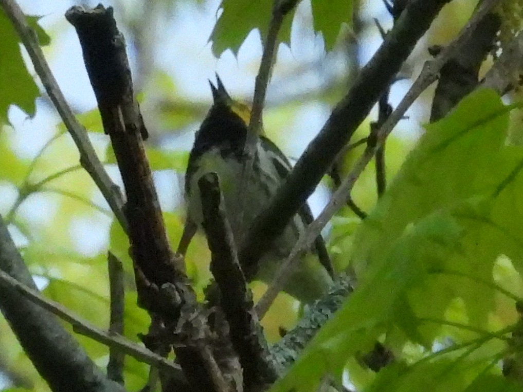 Black-throated Green Warbler - ML619189612