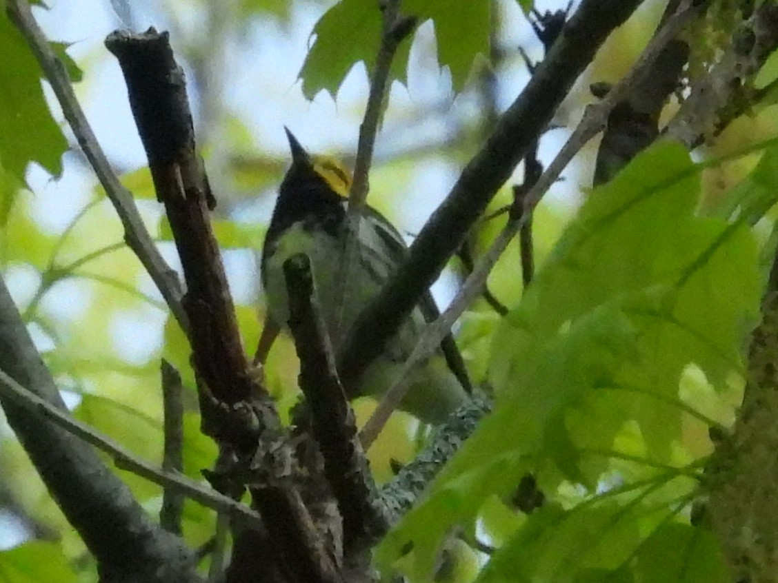 Black-throated Green Warbler - ML619189613