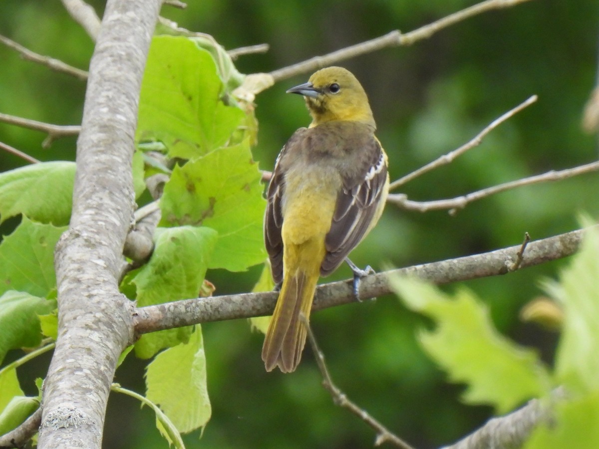 Orchard Oriole - ML619189616